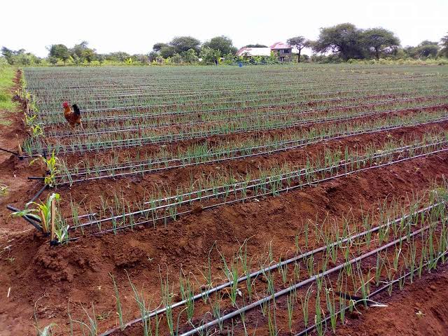 Drip Irrigation Kit (1 Acre)