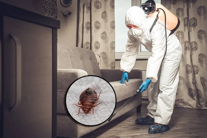 bedbug treatment
